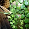 熱帯植物小型着生シダ Vittaria sp. Lemmaphyllum sp.Pasir Raja　現地画像