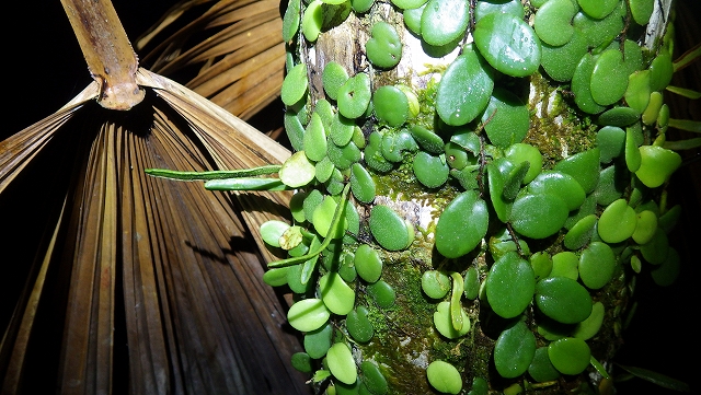 熱帯植物小型着生シダ Vittaria sp. Lemmaphyllum sp.Pasir Raja　現地画像