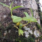 熱帯植物バルボフィラム Bulbophyllum sp.Pasir Raja 現地画像