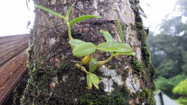 熱帯植物バルボフィラム Bulbophyllum sp.Pasir Raja 現地画像