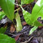 熱帯植物ネペンテス Nepenthes sp.Pasir Raja 現地画像