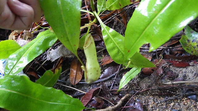熱帯植物ネペンテス Nepenthes sp.Pasir Raja 現地画像