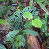 熱帯植物セラジネラ Selaginella sp.Pasir Raja 現地画像