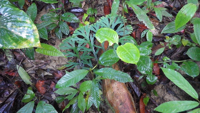 熱帯植物セラジネラ Selaginella sp.Pasir Raja 現地画像
