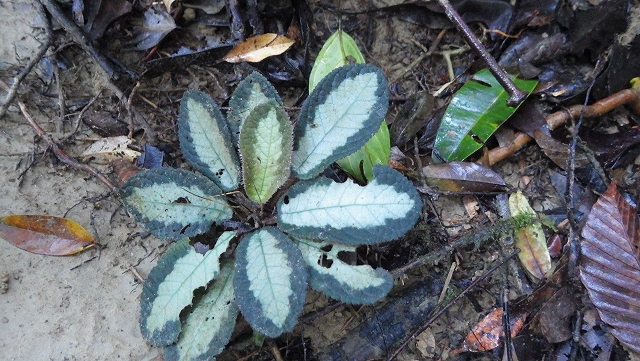 熱帯植物コドノボエア Codonoboea sp.Pasir Raja　現地画像