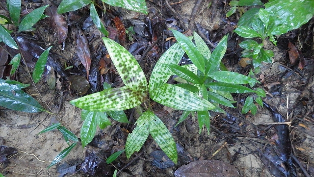 熱帯植物ピナンガ Pinanga sp.Pasir Raja 現地画像