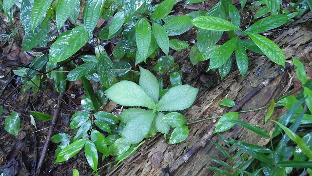 熱帯植物イワタバコ Codonoboea sp.Pasir Raja　現地写真