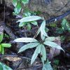 熱帯植物全銀葉の植物 Unknown Pasir Raja 現地画像