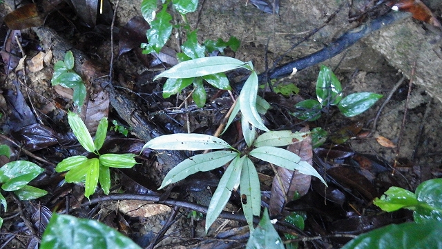 熱帯植物全銀葉の植物 Unknown Pasir Raja 現地画像