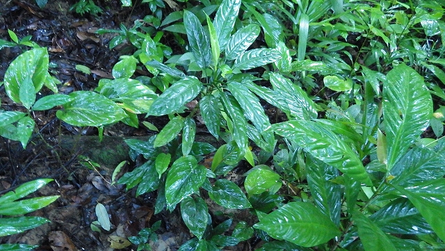 熱帯植物アグラオネマ Aglaonema simplex Pasir Raja　現地画像