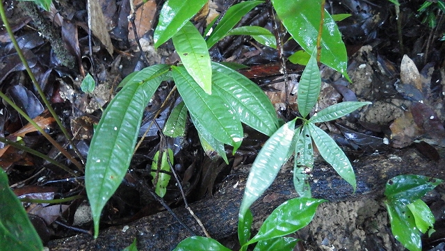 熱帯植物アルディシア Ardisia sp.Pasir Raja 現地画像