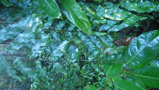 熱帯植物ゴニオフィレビウム Goniophlebium sp.Pasir Raja 現地画像