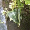 熱帯植物イワタバコ科の一種？リンコグロッサム？モノフィレア？Kuala Berang 現地画像