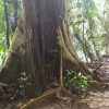 熱帯植物マレーシア トレンガヌ州 クアラバラン 熱帯雨林 現地画像
