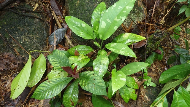 熱帯植物スキスマトグロッティス Schismatoglottis sp.Kuala Berang 現地画像