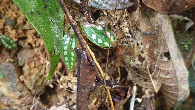 熱帯植物ソネリラ Sonerilla sp.Kuala Berang 現地画像