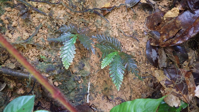 熱帯植物セラジネラ Selaginella sp.Kuala Berang 現地画像