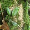 熱帯植物セリゲア Selliguea sp.Kuala Berang 現地画像