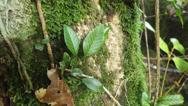 熱帯植物セリゲア Selliguea sp.Kuala Berang 現地画像