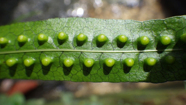 熱帯植物フィマトソラス Phymatosorus sp.Kuala Berang 現地画像