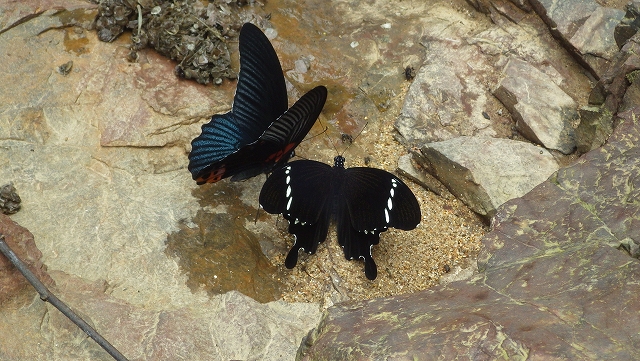 熱帯植物蝶 マレーシアの美しいチョウ 野生写真