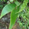 熱帯植物タキミシダ Antrophyum sp.Tasik Kenyi 現地画像