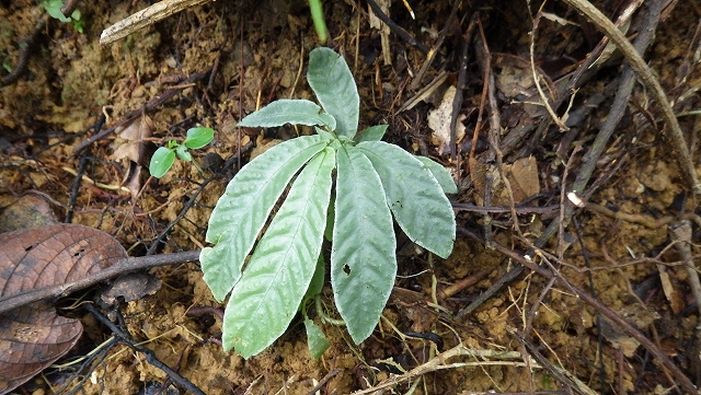 熱帯植物アルゴステマ Argostemma sp.Tasik Kenyir 現地画像