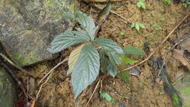 熱帯植物ベゴニア Begonia sp.Tasik Kenyir 現地画像