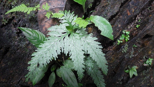 熱帯植物セラジネラ Selaginella sp.Tasik Kenyir 現地画像