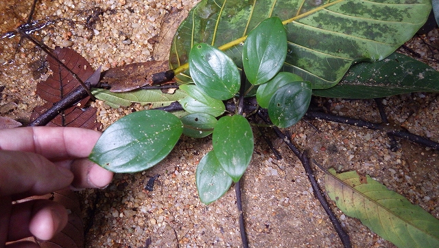 熱帯植物ホマロメナ Homalomena sp.Tasik Kenyir 現地画像