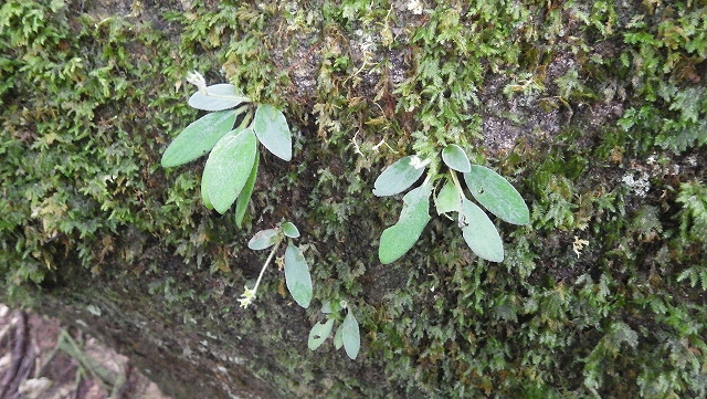 熱帯植物キリタ Chirita sp.Tasik Kenyir 現地画像
