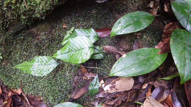 熱帯植物セリゲア Selliguea sp.Tasik Kenyir 現地画像
