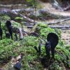 熱帯植物黒いキノコ 魔人族の雑魚キャラ的な姿 現地画像