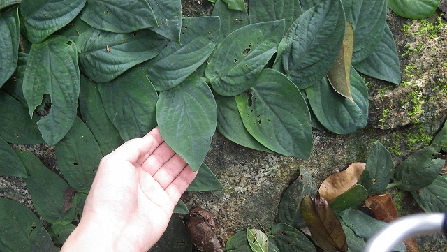 熱帯植物ラフィドフォラ Rhaphidohora sp.Tasik Kenyir 現地画像