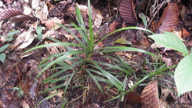 熱帯植物ツルアダン Freycinetia sp.Tasik Kenyir 現地画像