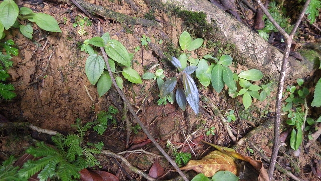 熱帯植物ノボタン Melastomataceae gen.Tasik Kenyir 現地画像