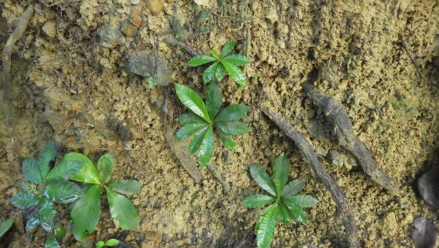 熱帯植物サウバゲシア Sauvagesia sp.Setiu 現地画像