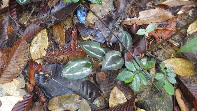 熱帯植物スカフォクロミス Scaphochlamys sp.Setiu 現地画像