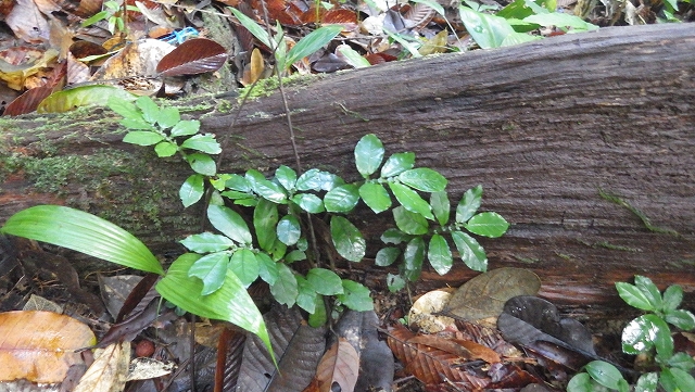 熱帯植物エラトステマ Elatostema sp.Setiu 現地画像