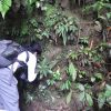 熱帯植物熱帯雨林 マレー半島の森 現地画像