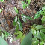 熱帯植物ピプトスパサ Piptospatha sp.Setiu 現地画像