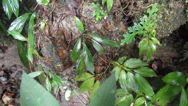 熱帯植物ピプトスパサ Piptospatha sp.Setiu 現地画像