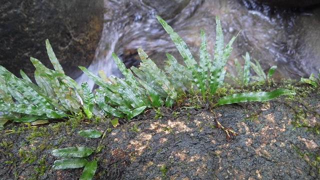 熱帯植物オレアンドラ Oleandra sp.Setui 現地画像