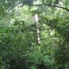 熱帯植物マレー半島 東海岸の町Setuiの森 熱帯雨林