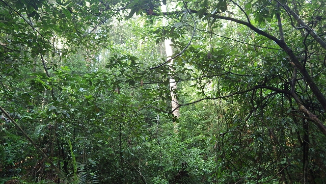 熱帯植物マレー半島 東海岸の町Setuiの森 熱帯雨林