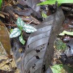 熱帯植物マレーシアのシックスパック謎草 熱帯植物