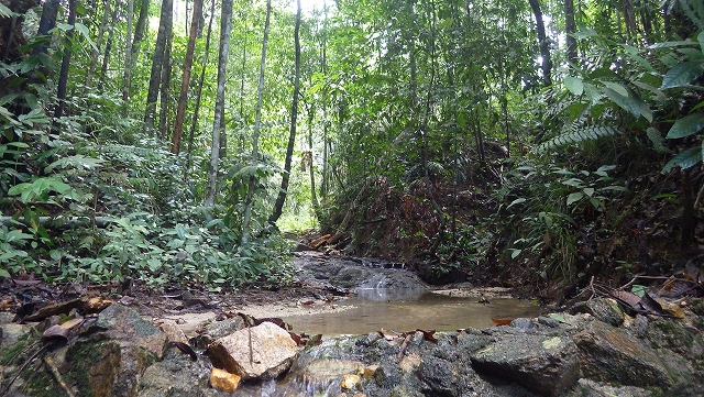 熱帯植物トレンガヌ州ジャーテの熱帯雨林 現地画像