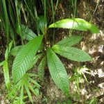 熱帯植物テトラセラ Tetracera sp.Jerteh 現地画像
