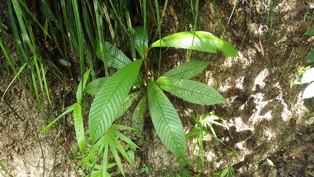 熱帯植物テトラセラ Tetracera sp.Jerteh 現地画像