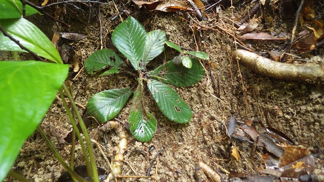 熱帯植物アクロトレマ コスタタム Acrotrema costatum Jeteh 現地画像